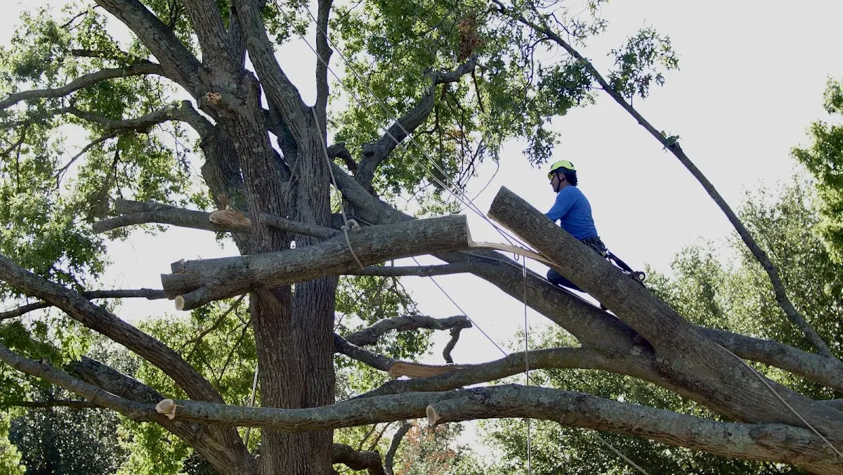 Professional Hazardous Tree Removal performed by certified arborists in Dillon