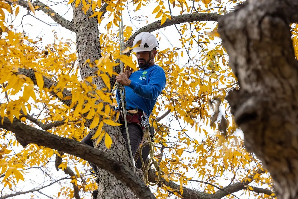 Skilled Tree Transplanting crew working in Dillon